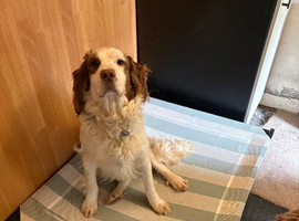 2yr old springer