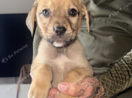 Dog de bordeaux cross german shepherd