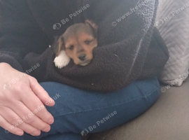 Jack russel cross