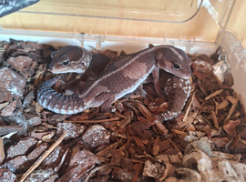 Various fat tail geckos - 2 left