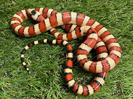 Arizona mountain Kingsnake  2023