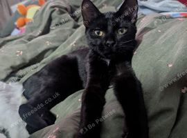 Maine coon x black and white kittens