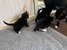 2 beautiful black kittens for sale