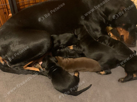 Royal KC Doberman puppies