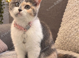 SICK KITTEN in BURNLEY