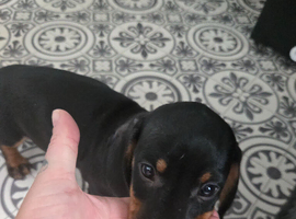 Little boy dashhound