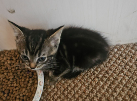 Tabby kitten 11 weeks old female