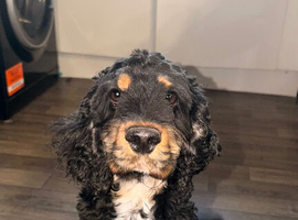 Black and brown cocker spaniel (FOR STUD)
