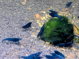 Green Jade and Blue Shrimp &pound;2.50 each