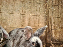Lionhead x Lop doe