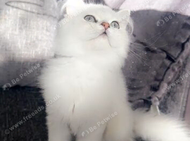 Chinchilla persian kitten