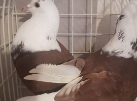 Pigeon for sale