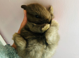 Chocolate lop mix