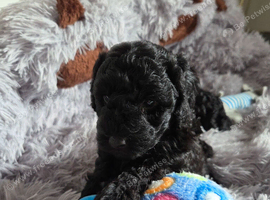 Toy poodle black