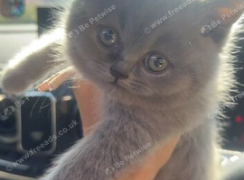 British shorthair kitten