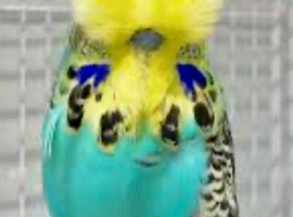 WANTED - Exhibition Boy Budgie Turquoise