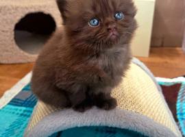 Beautiful Chocolate British Shorthair Kittens | GCCF Registered
