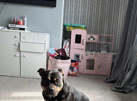 Black tri pocket bully