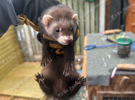 3 polecat babies 9 weeks