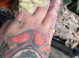 Lilleywhite crested gecko