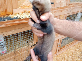 Semi-angora kits