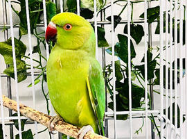 Stunning young Indian ringnick parrot