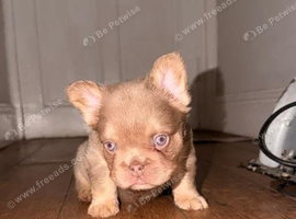 New shade / pink fluffy frenchies