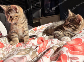 2 tabby kittens for sale