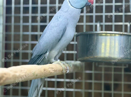 Ring neck parrot