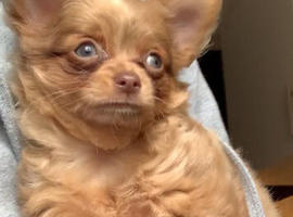 Chihuahua puppies for sale
