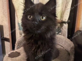 Fluffy female Bombay