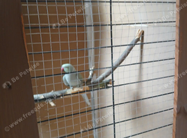 male ringneck