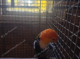 Yellow thigh caique