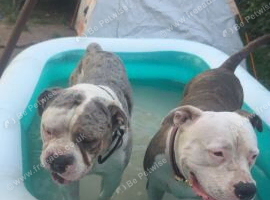 American Bulldog &times; Mastiff Puppies &ndash; 2 Boys & 1 Girl