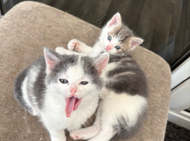 Beautiful Ragdoll cross kittens looking for loving homes.