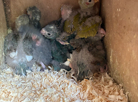 Kakariki baby&rsquo;s