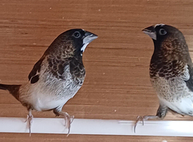 Proven pair bengalese finches for sale