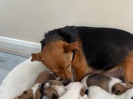 Jockrussel pups for sale
