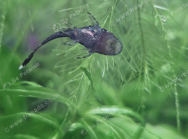 Bristlenose Plecs