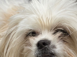 Shih tzu x pom