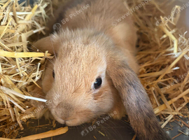 Purebred Mini Lop Kits Mini Lop Rabbits READY NOW