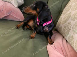 Kosha - Loving Care for Your Pets