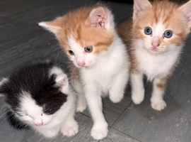 Ready for new homes