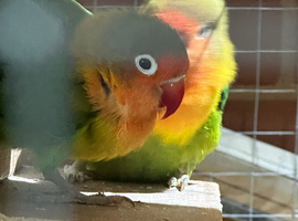 Love Birds for sale