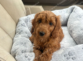 Cockapoo boy