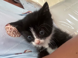 Kitten for sale