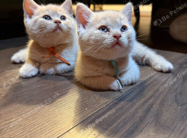 Sought after beautiful cream boys (BSH)
