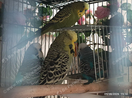 Budgie Birds all beautiful and friendly 4 x MALES so 4 birds for &pound;100  blue/olive green /purple colours