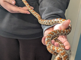 Leopard rat snake