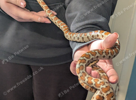 Leopard rat snake